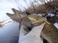  - Jig Articulat ... 
