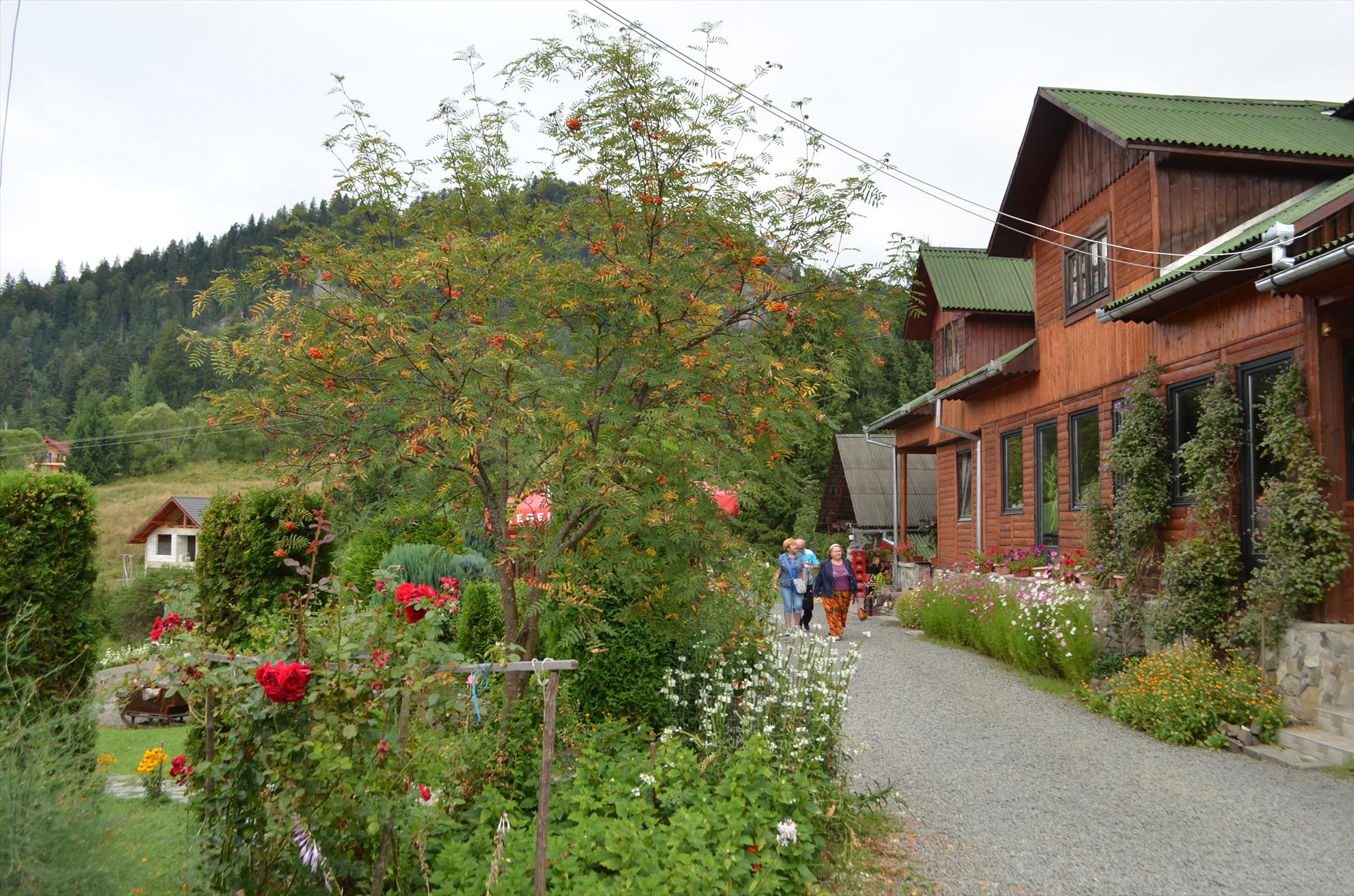 colibita - dsc4465.JPG