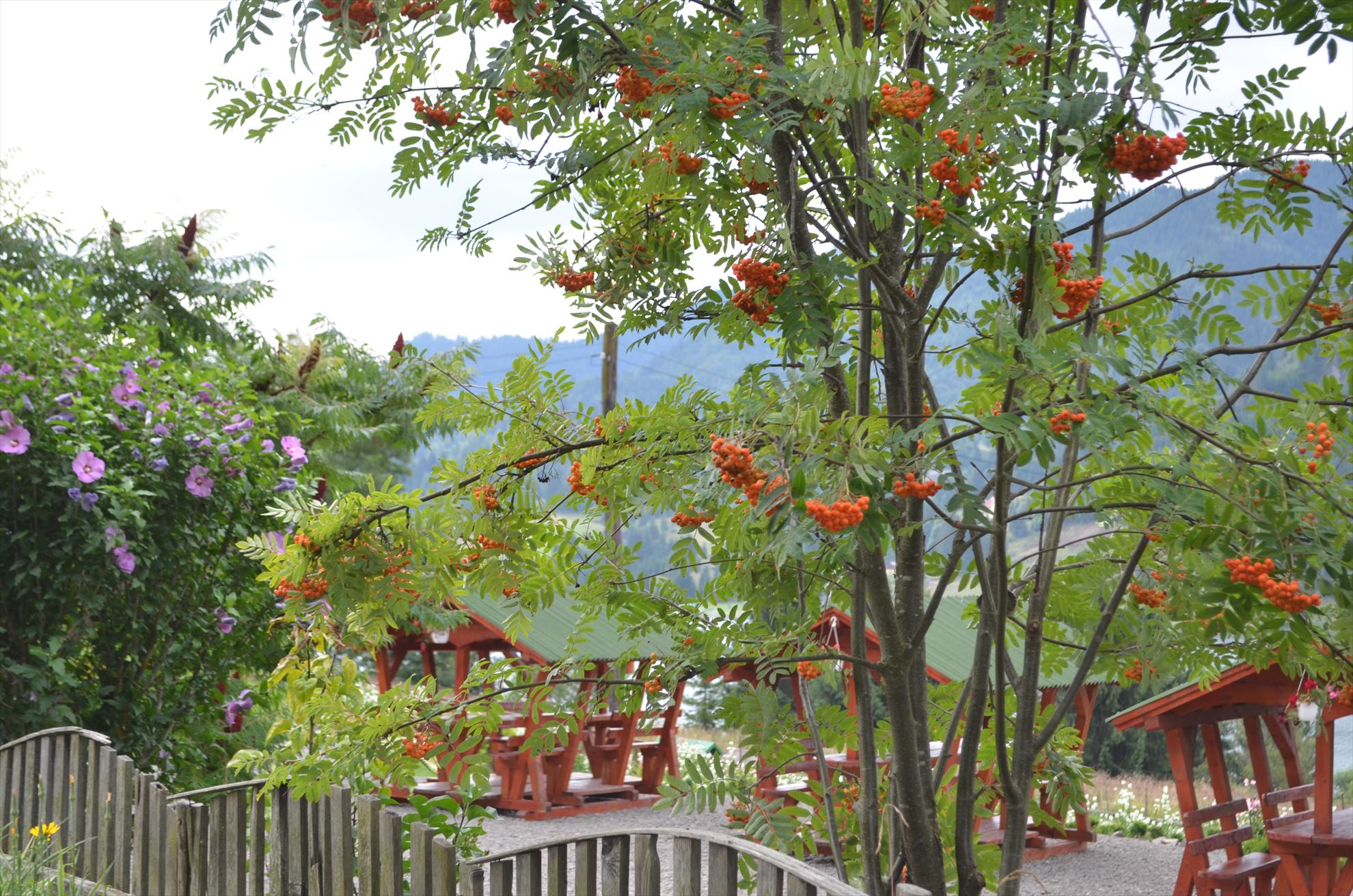 colibita - dsc4485.JPG