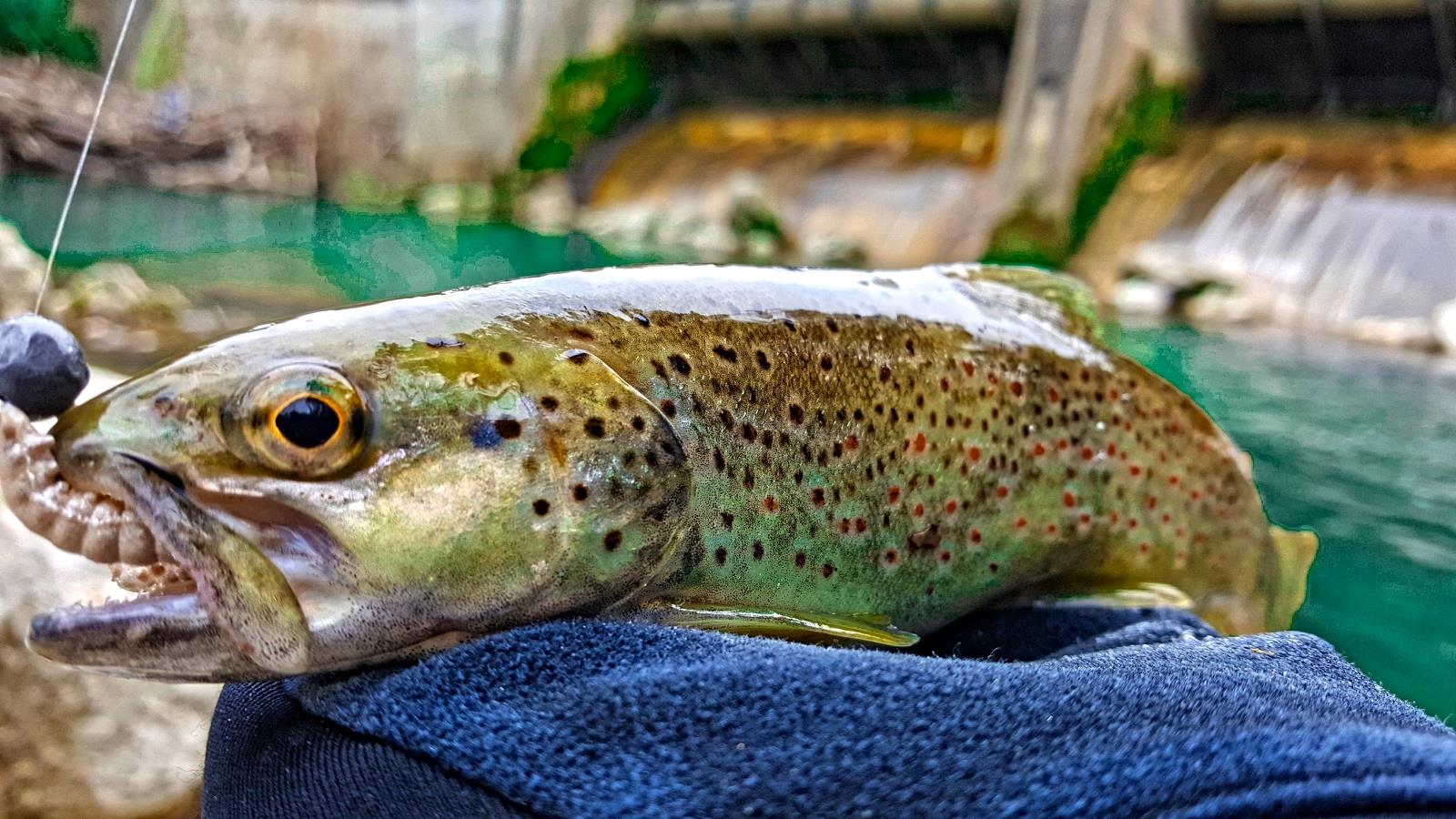 de ce pescuiesc - 2017-02-24-19-55-59.jpg