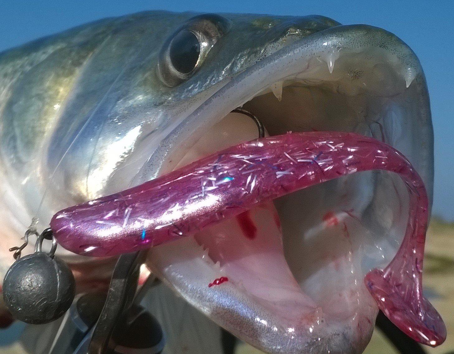 4Predators - 1218402312052834061550442540960996114222328o.jpg