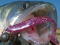 4Predators - 1218402312052834061550442540960996114222328o.jpg