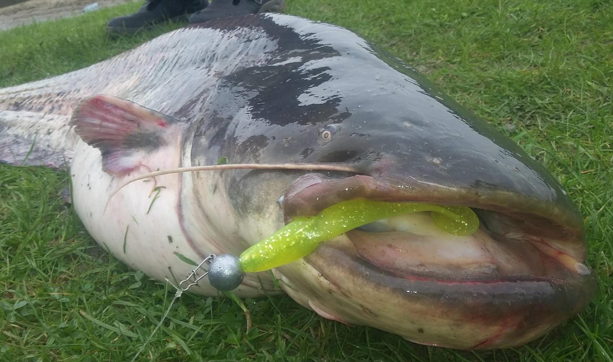 4Predators - 1297718513210852545748587234842872596076695o.jpg