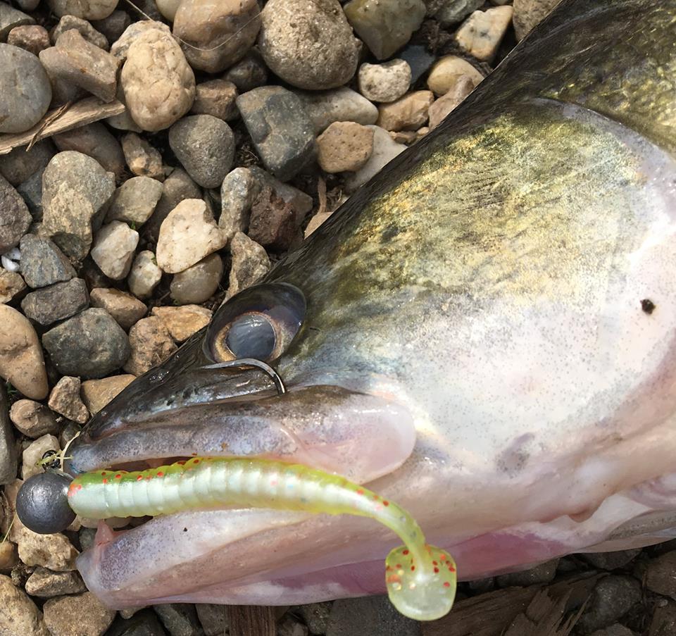 4Predators - 1471714716454152488085221290240538704159061n.jpg