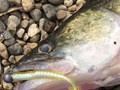 4Predators - 1471714716454152488085221290240538704159061n.jpg