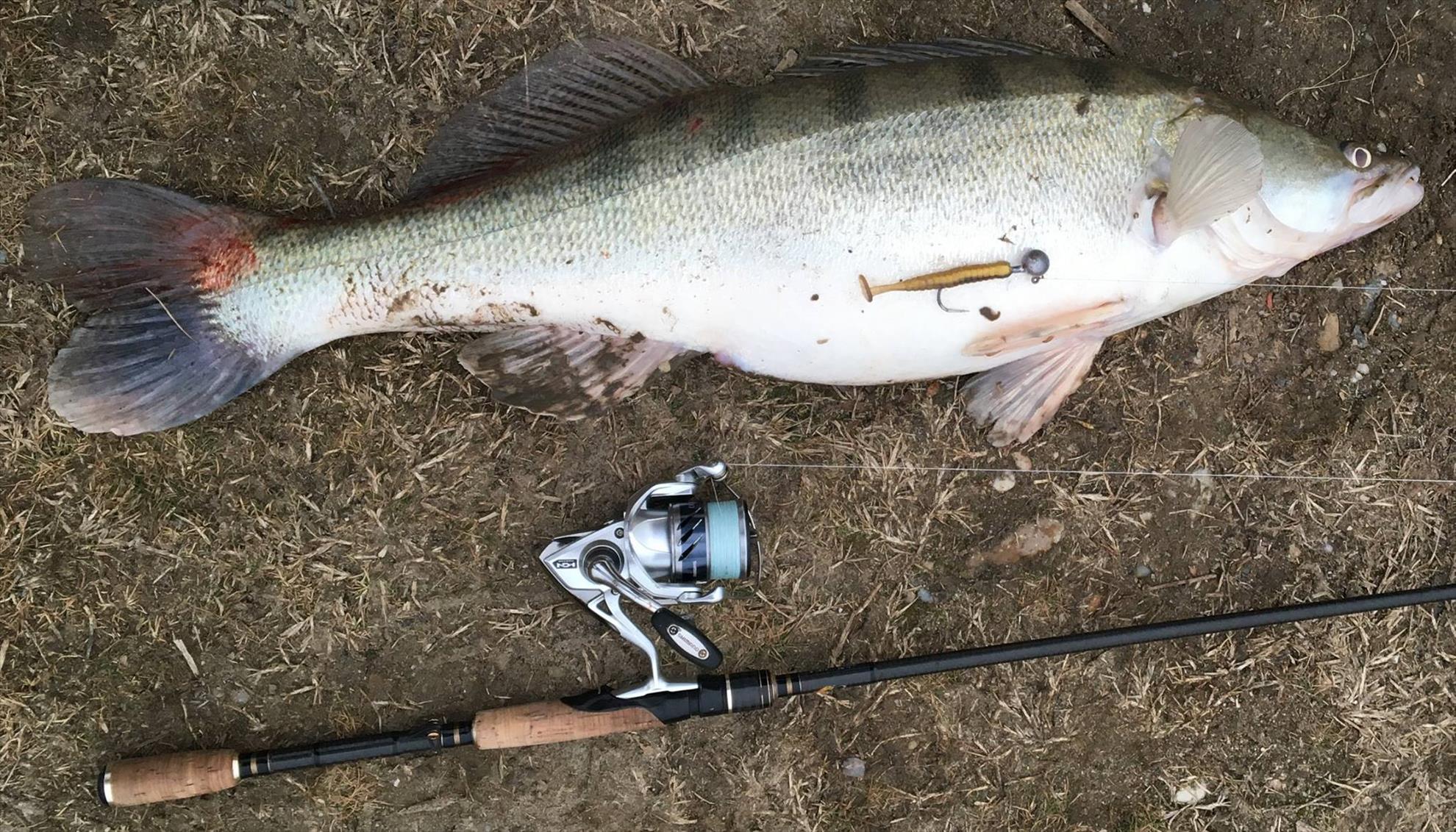 4Predators - 1671620416233883643445446492398256934203792o.jpg