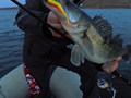 4Predators - dscn2429.JPG