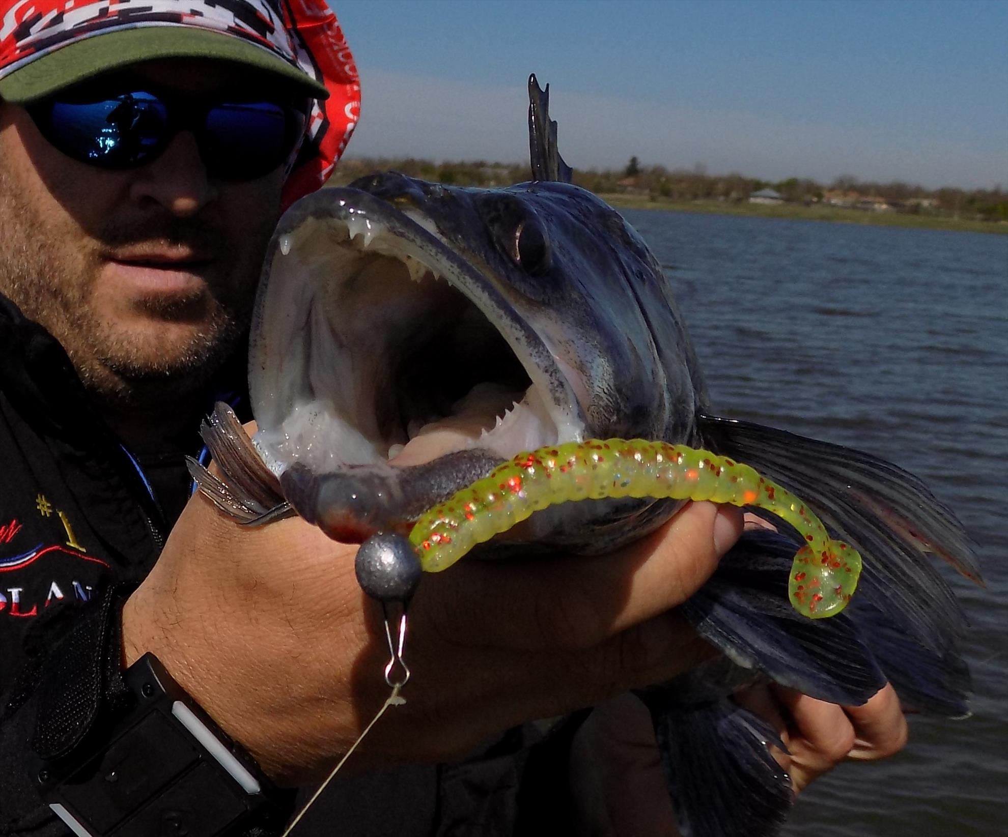 4Predators - dscn4551.JPG