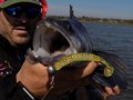 4Predators - dscn4551.JPG