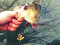 street fishing - biban1.jpg