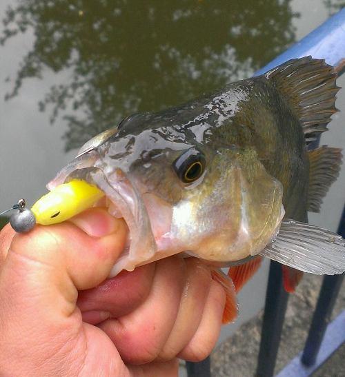 street fishing - biban2.jpg