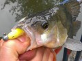 street fishing - biban2.jpg