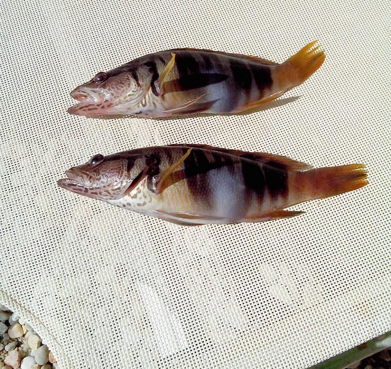 seranus scriba.jpg